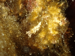 Aegires punctilucens