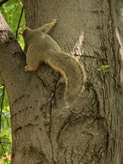 Sciurus niger