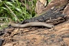 Duberria lutrix atriventris - Photo (c) bryanadkins, some rights reserved (CC BY-NC)