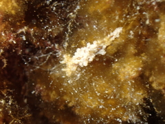 Aegires punctilucens