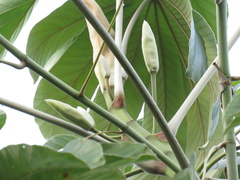 Cecropia