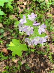 Hydrophyllum appendiculatum