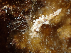 Aegires punctilucens