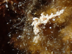 Aegires punctilucens