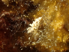 Aegires punctilucens