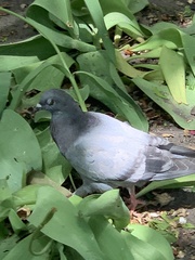 Columba livia