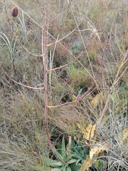 Aloe transvaalensis