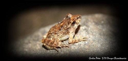 Cliffy Stream Frog