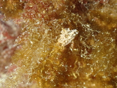 Aegires punctilucens