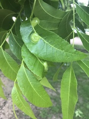 Phylloxera stoetzelae