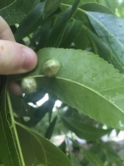 Phylloxera stoetzelae