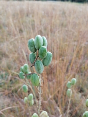 Aloe transvaalensis
