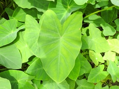 Araceae