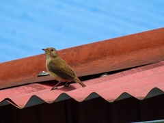 Troglodytes aedon