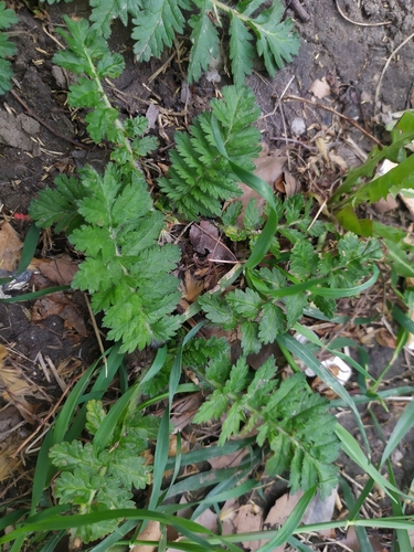 Erodium manescavi (Erodium manescavi)