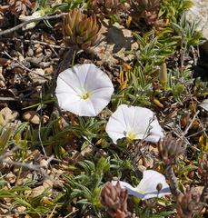 Convolvulus valentinus