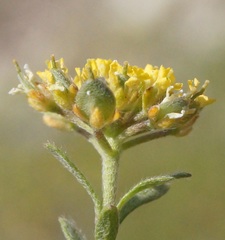 Alyssum umbellatum