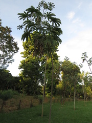 Cecropia