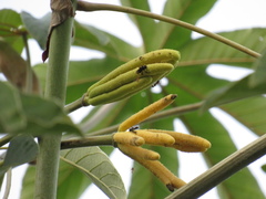 Cecropia