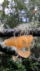 Aleurodiscus vitellinus