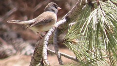 Junco hyemalis mearnsi