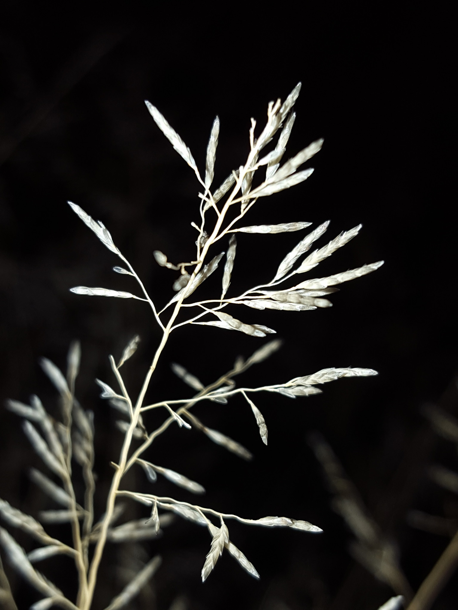 Eragrostis lehmanniana
