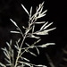 Eragrostis lehmanniana - Photo (c) Alex Abair, μερικά δικαιώματα διατηρούνται (CC BY-NC), uploaded by Alex Abair