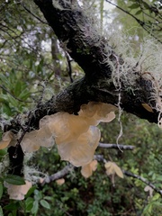 Aleurodiscus vitellinus