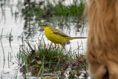 Lavandera boyera (Motacilla flava)