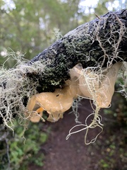 Aleurodiscus vitellinus