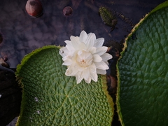 Victoria cruziana
