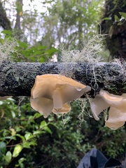 Aleurodiscus vitellinus