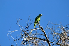 Amazona auropalliata