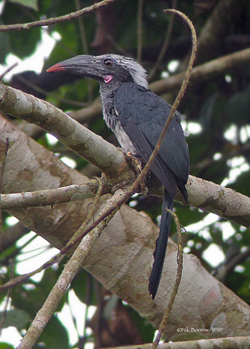 Black Dwarf Hornbill