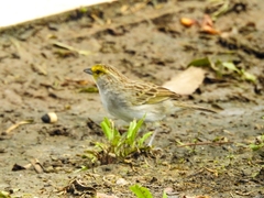 Ammodramus aurifrons