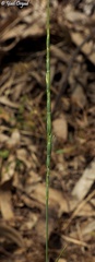 Aegilops sharonensis