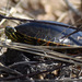 photo of Western Painted Turtle (Chrysemys picta bellii)