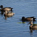 photo of Blue-winged Teal (Spatula discors)