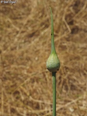 Allium ampeloprasum