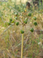 Allium tel-avivense