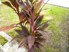 Cordyline fruticosa