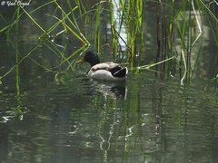 Anas platyrhynchos