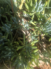 Curio crassulifolius