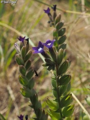 Anchusa undulata