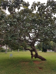 Caryocar brasiliense