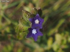 Anchusa undulata
