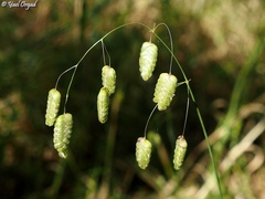 Briza maxima