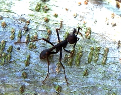 Eciton burchellii
