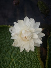 Victoria cruziana