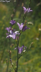 Campanula rapunculus